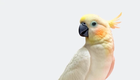 Quş