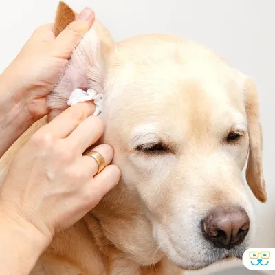 İtin qulaqlarını nə qədər tez-tez təmizləmək lazımdır? 👂🐶
