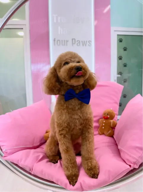 Grooming Woof Woof banner
