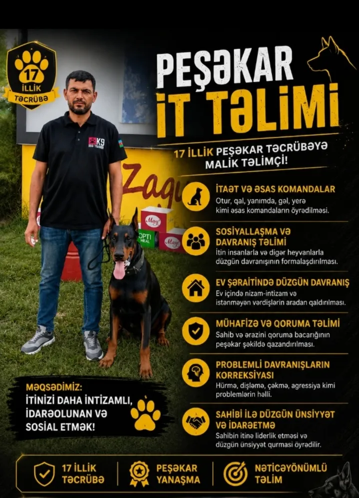 İt təlimi banner