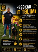 İt təlimi loqo