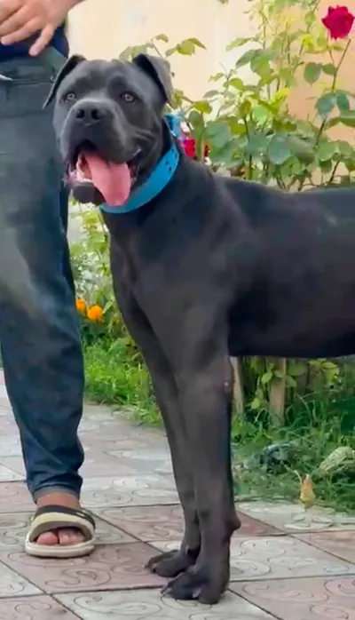 Cane-corso, Cane-corso — şəkil 1