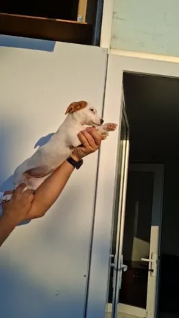 jack, Jack Russell Terrier — şəkil 1