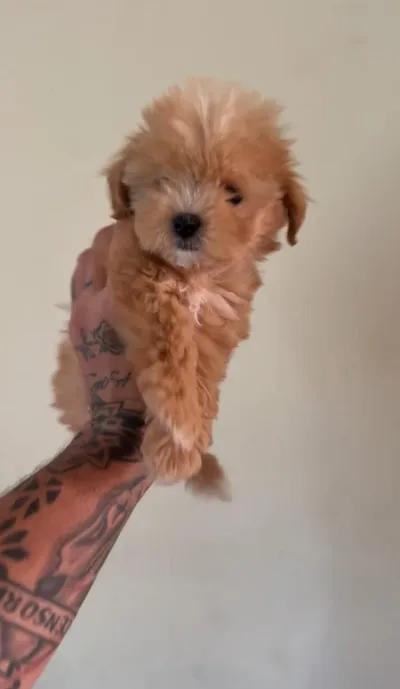 Mikro maltipoo, mikro maltipoo — şəkil 1