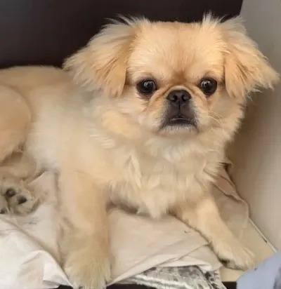 Mila, Pekines — şəkil 1