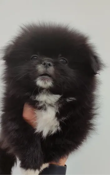 pekki, Pekines — şəkil 1