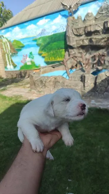 Retriever, Retriever — şəkil 1