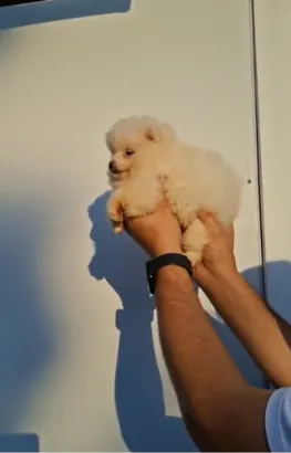 spitz, Pomeranian (Şpits) — şəkil 1