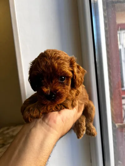 toy pudel, Toy pudel — şəkil 1
