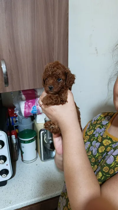 toy pudel, Toy pudel — şəkil 1